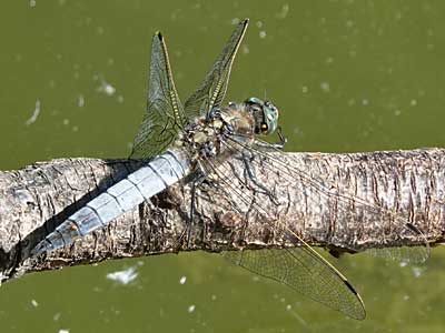 Black-tailed Skimmer – male