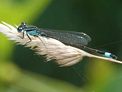 Blue-tailed Damselfly – female