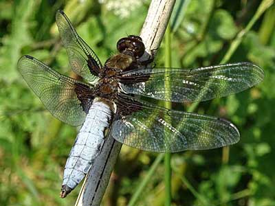 Broad-bodied Chaser – male