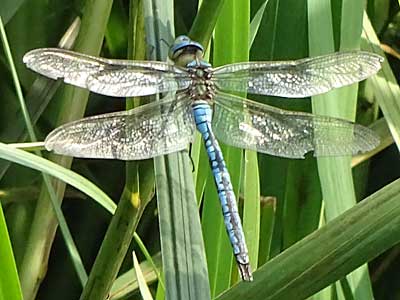 Emperor Dragonfly – male