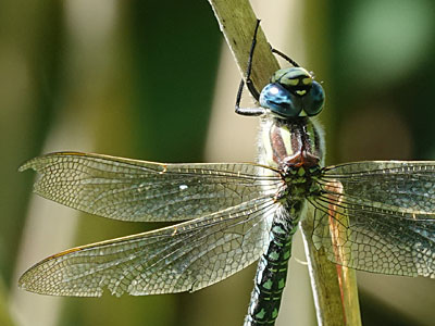 Hairy Dragonfly – male