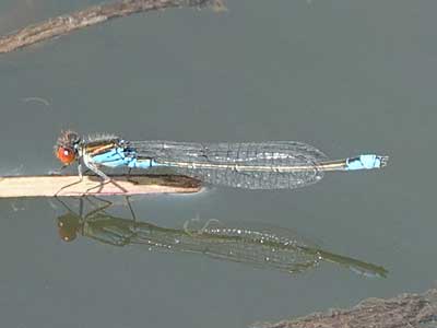 Small Red-eyed Damselfly – male