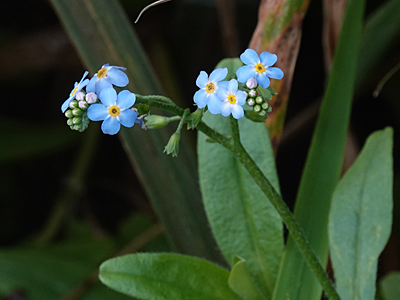 Water Forget-me-not