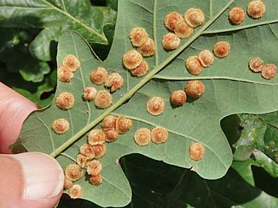 Common Spangle Gall