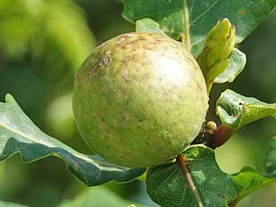 Marble Gall