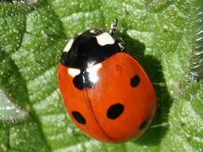 7-Spot Ladybird
