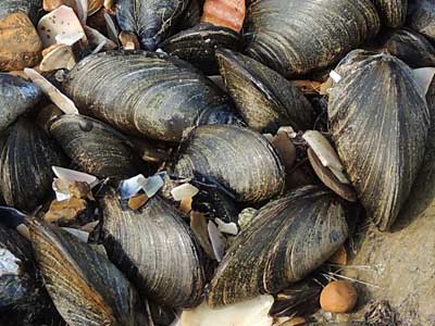 Common Mussel