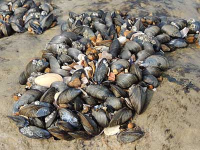 Common Mussels