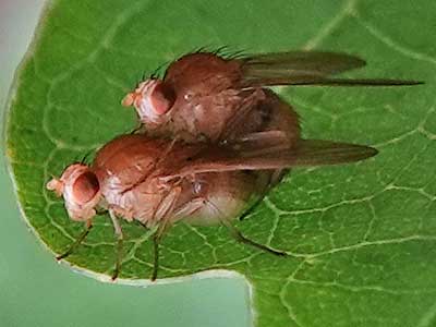 gall wasps
