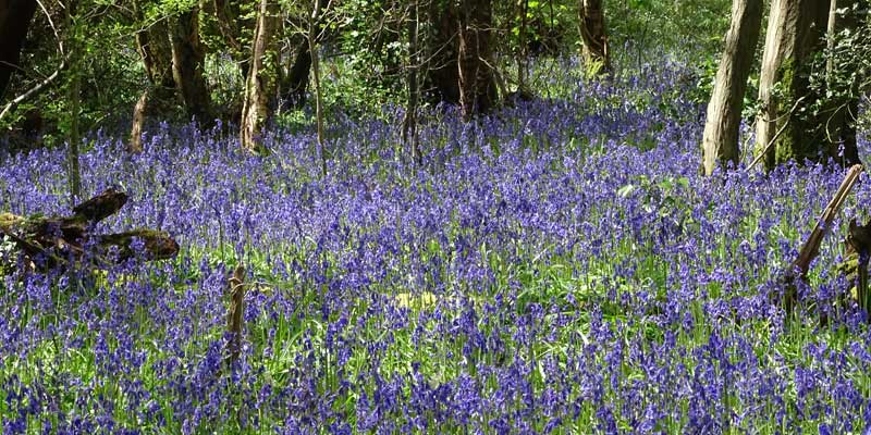 April bluebells