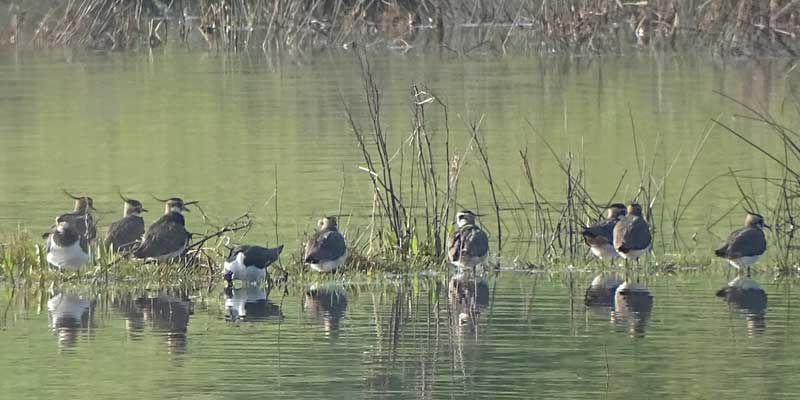 Feb lapwing