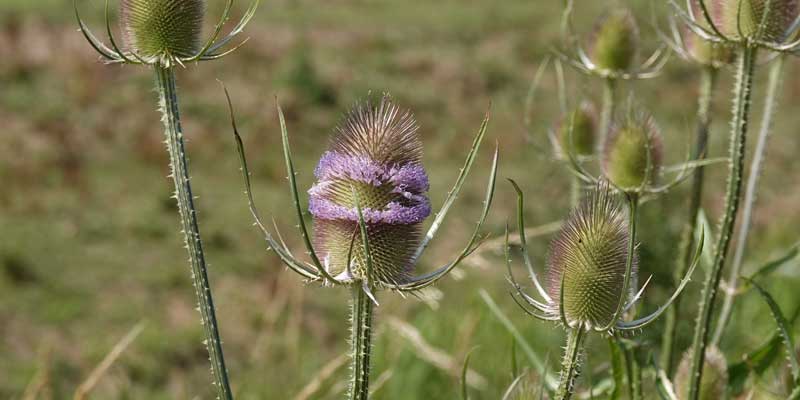Jul teasel