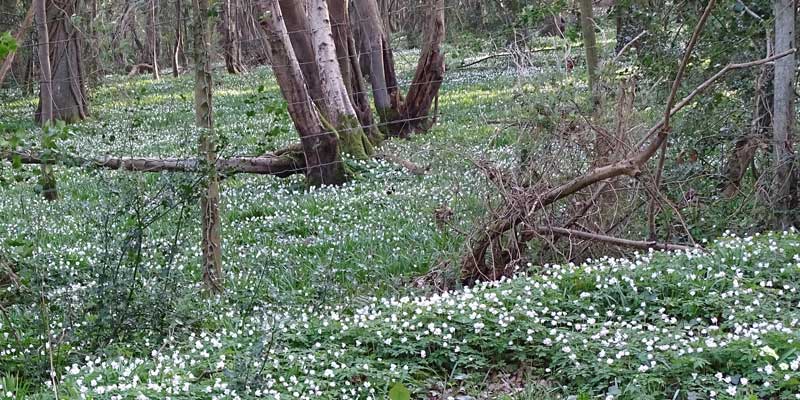 Mar wood anemone