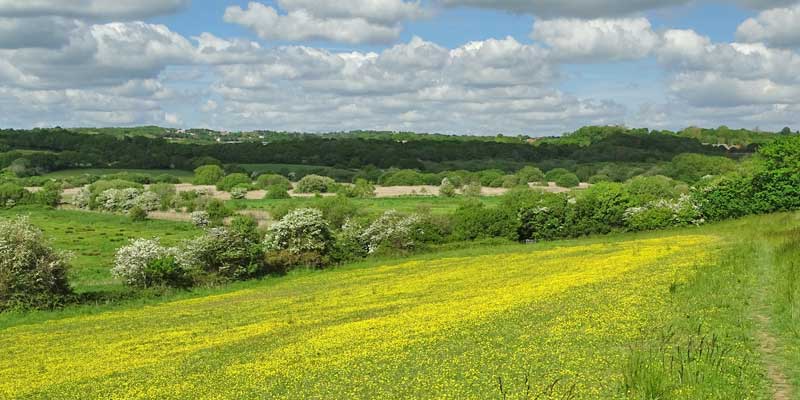 May buttercups