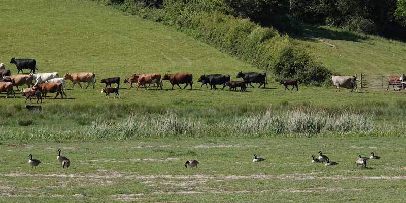 May cattle geese.jpg.