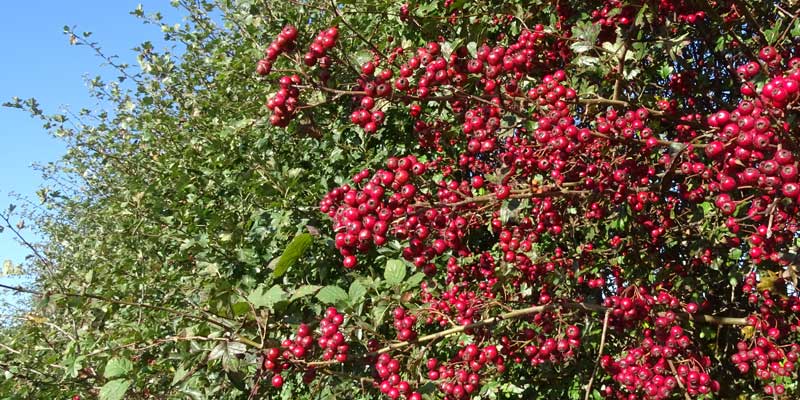 Oct rosehips