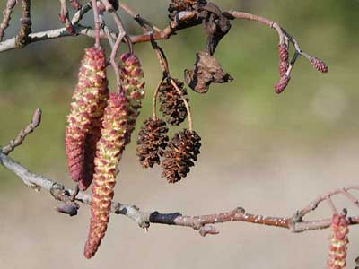 alder