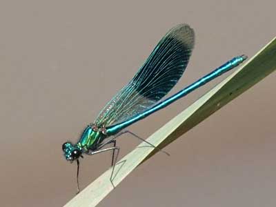 banded demoiselle
