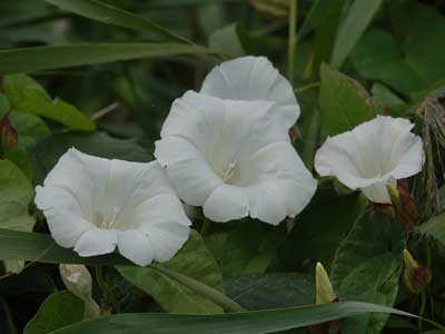 bindweed