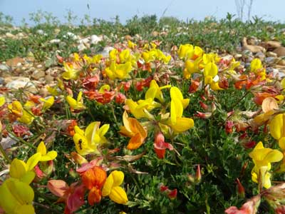 birds foot trefoil