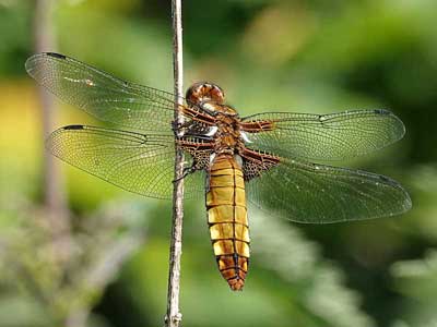 broad bodied chaser