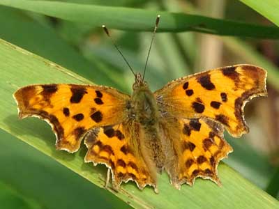 comma