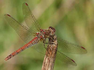 common darter