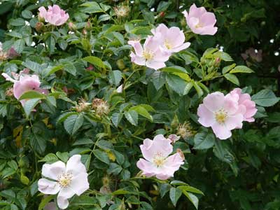 dog rose