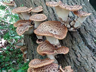dryads saddle