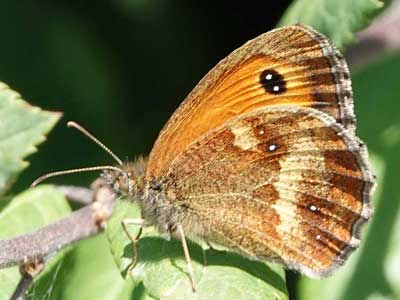 gatekeeper