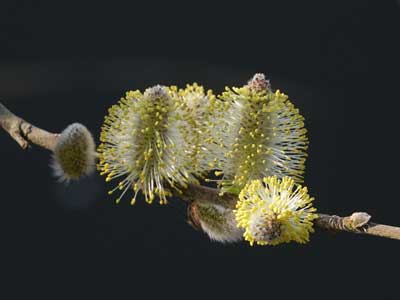 goat willow