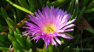hottentot fig