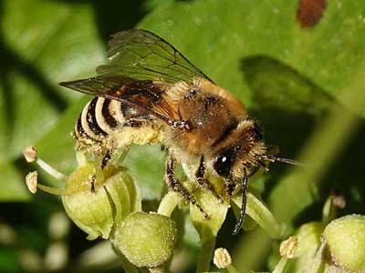 ivy bee