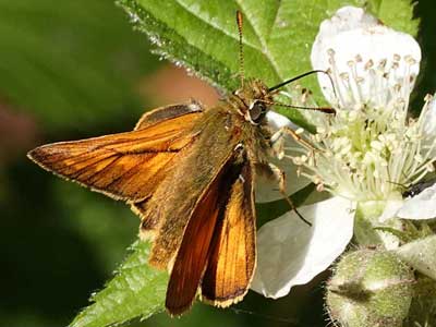 large skipper