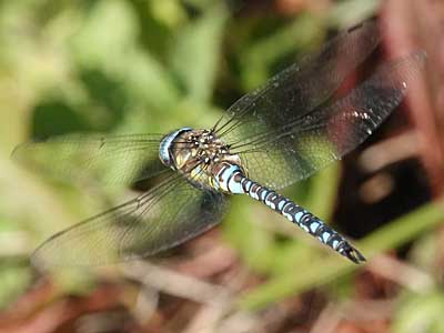 migrant hawker
