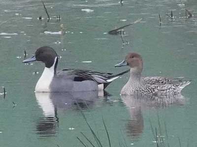 pintail