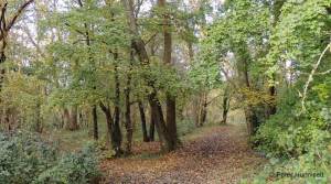 redgeland wood