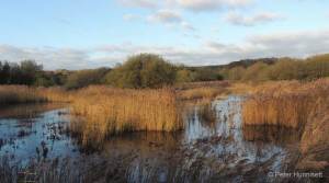 reedbed pool