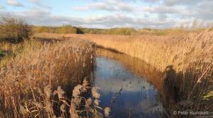 reedbed stream