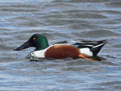 shoveler
