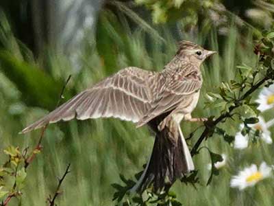 skylark