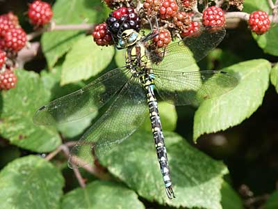 southern hawker