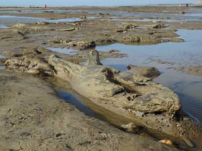 submerged forest