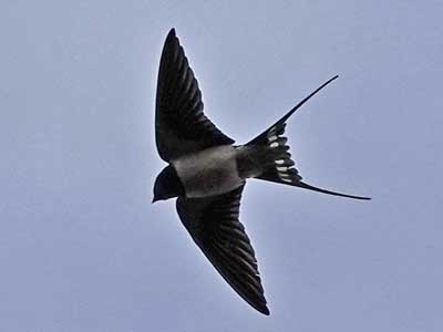 swallow