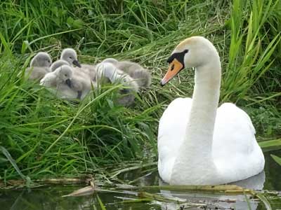 swan