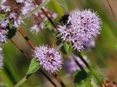 water mint