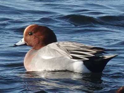 wigeon
