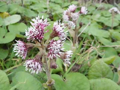 winter heliotrope