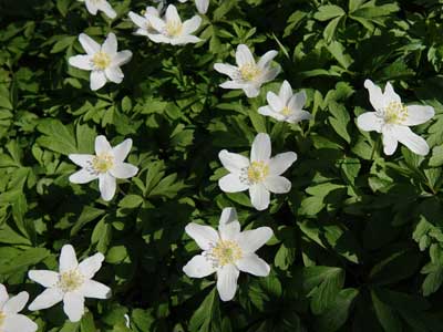 wood anemone