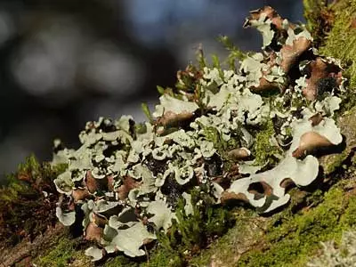 xlichen